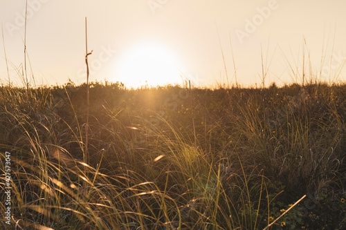 Western Sunset Fields