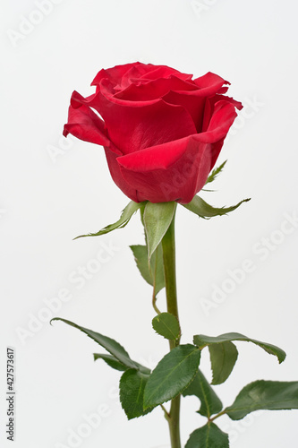 red rose white background