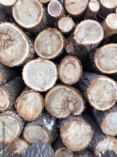 The background consists of saws of thick logs stacked on top of each other in the form of a woodpile. Annual rings are visible on the cross-section of the trunks.
