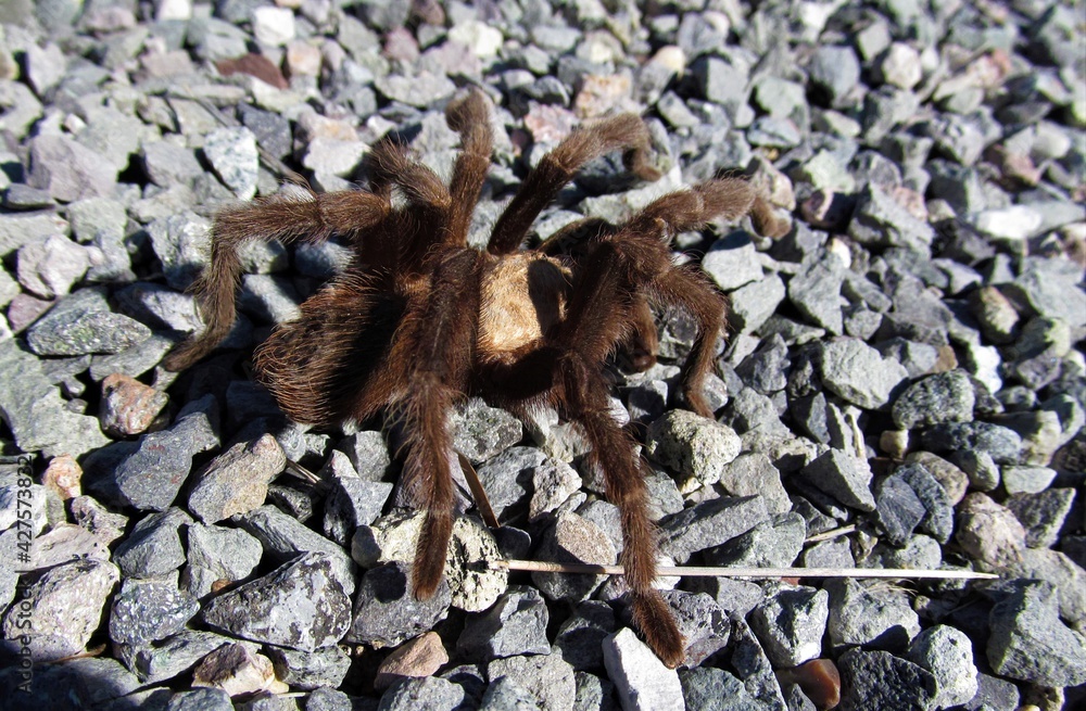 Desert Tarantula (Aphonopelma chalcodes) at Elephant Butte Lake State