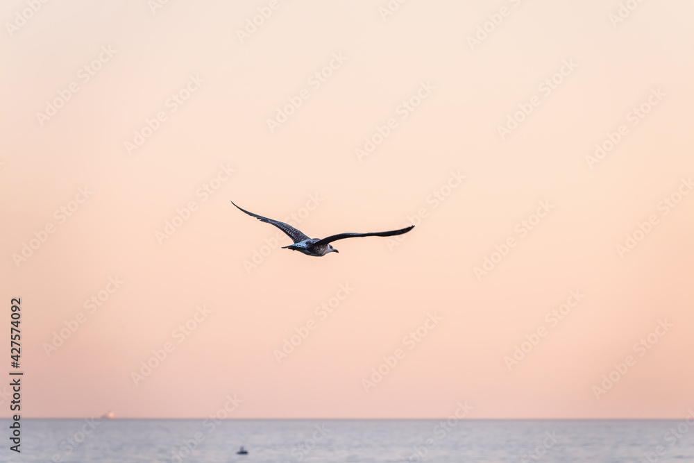 Naklejka premium Sea gull flies over blue sea water in sunset light.