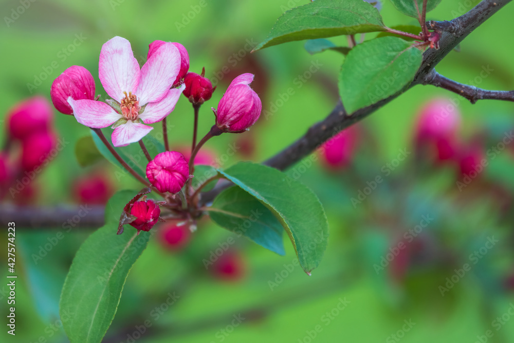 Fresh pink flowers of a blossoming apple tree with blured background Fresh pink flowers of a blossoming apple tree with blured background