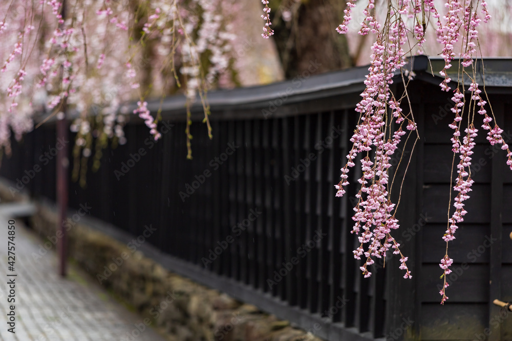 Obraz premium 角館の桜 武家屋敷通り 桜のトンネル