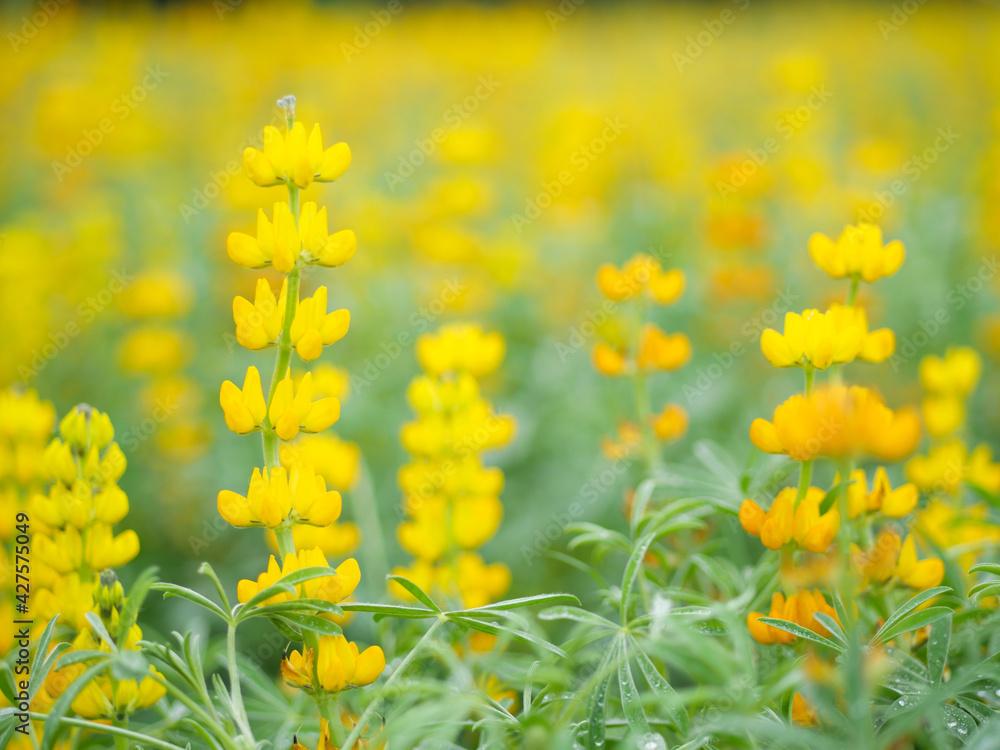 Obraz premium 満開のルピナス畑