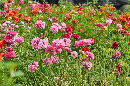 Collecting beautiful colorful flowers on the farm in the greenhouse is great attraction for relaxation © AlexanderD