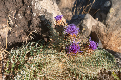 wild flowers in rocks
