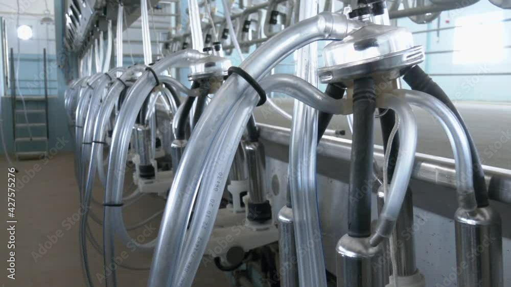 Modern equipment for milking cows on a new farm, the process of milking cows. Cow milking facility and mechanized milking equipment
Modern equipment for milking cows on a new farm, the process of milking cows. Cow milking facility and mechanized milking equipment