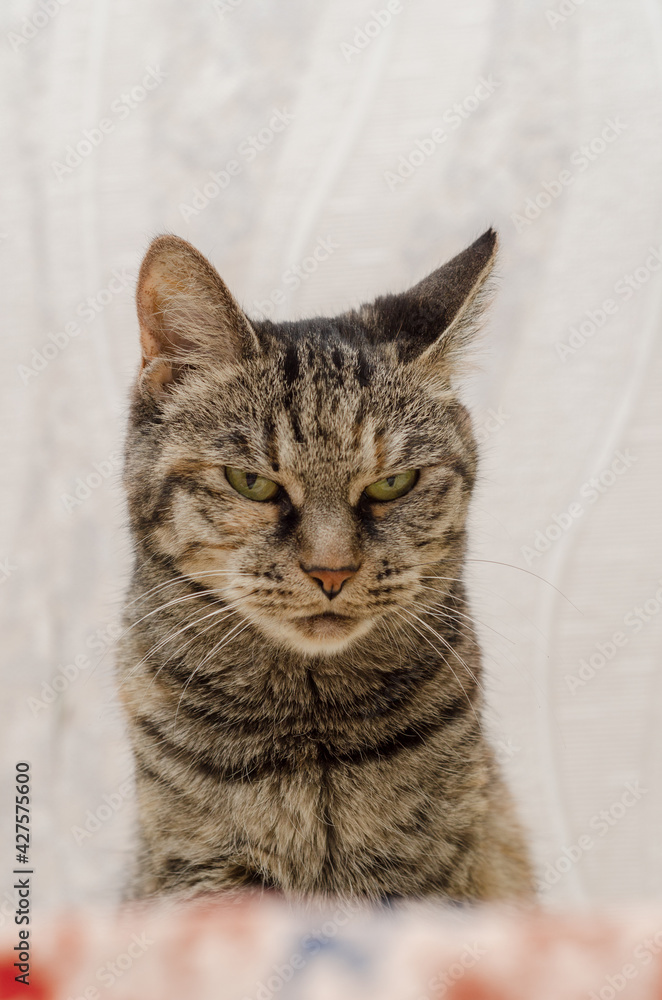 domestic gray cat with a sly look