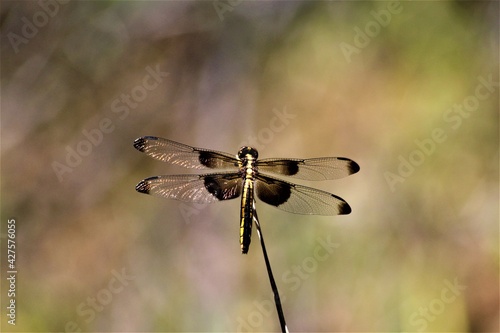 Female Widow Skimmer (Libellula luctuosa) perched on grass stalk