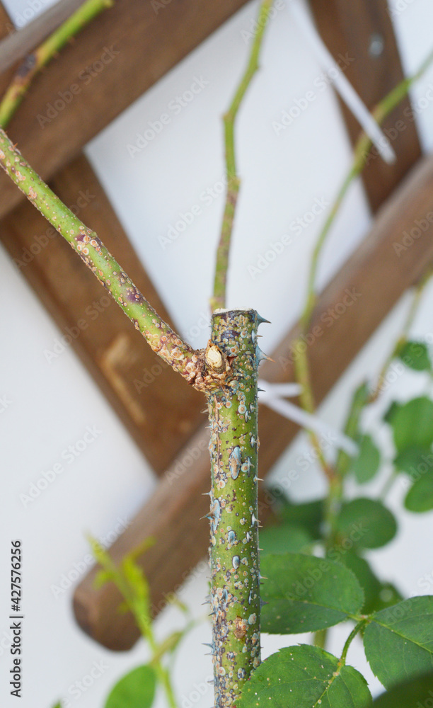Rose scale on green stems, rose care issues Rose scale on green stems, rose care issues