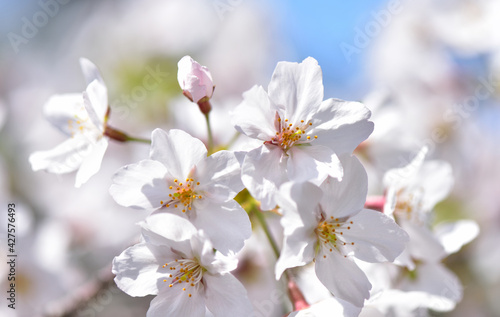 Fototapeta Naklejka Na Ścianę i Meble -  満開の桜の花