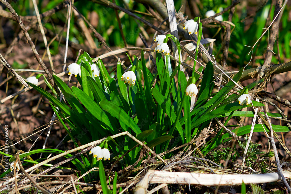 Fototapeta premium Spring, park, spring flowers, green grass, meadow, nature in spring, macro photography