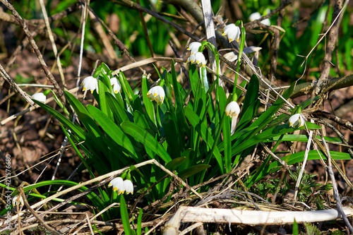 Spring, park, spring flowers, green grass, meadow, nature in spring, macro photography