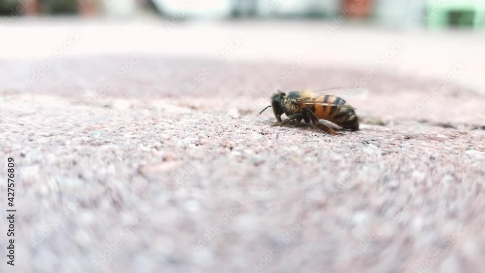 Bee very slowly crawls away from garden or pool. Shot in 4k slow motion. Bee very slowly crawls away from garden or pool. Shot in 4k slow motion.