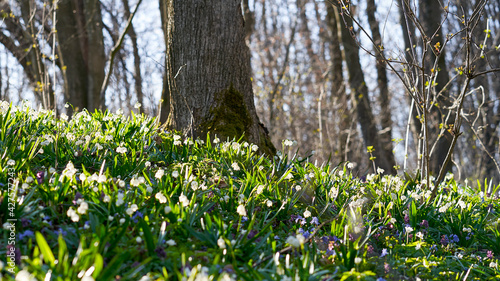 Fototapeta Naklejka Na Ścianę i Meble -  Spring, park, spring flowers, green grass, meadow, nature in spring, macro photography