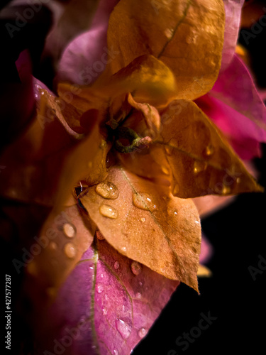 leaf with water drops