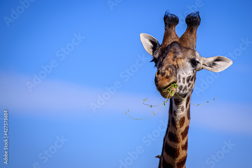 Photography giraffe in the sky