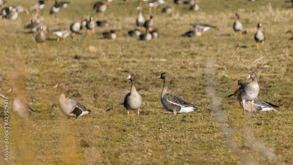 field as a stopping place, autumn and spring migration of birds. Geese stop the migration process for a long time to replenish energy resources. field as a stopping place, autumn and spring migration of birds. Geese stop the migration process for a long time to replenish energy resources.