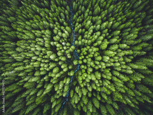 Aerial top view of  green trees in forest in Slovakia. Drone photography. Rainforest ecosystem and healthy environment concept