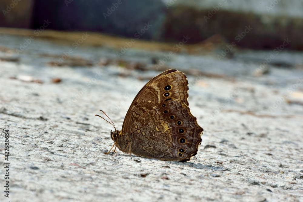 Fototapeta premium Butterfly from the Taiwan (Neope muirheadi nagasawae Matsumura, 1919) 