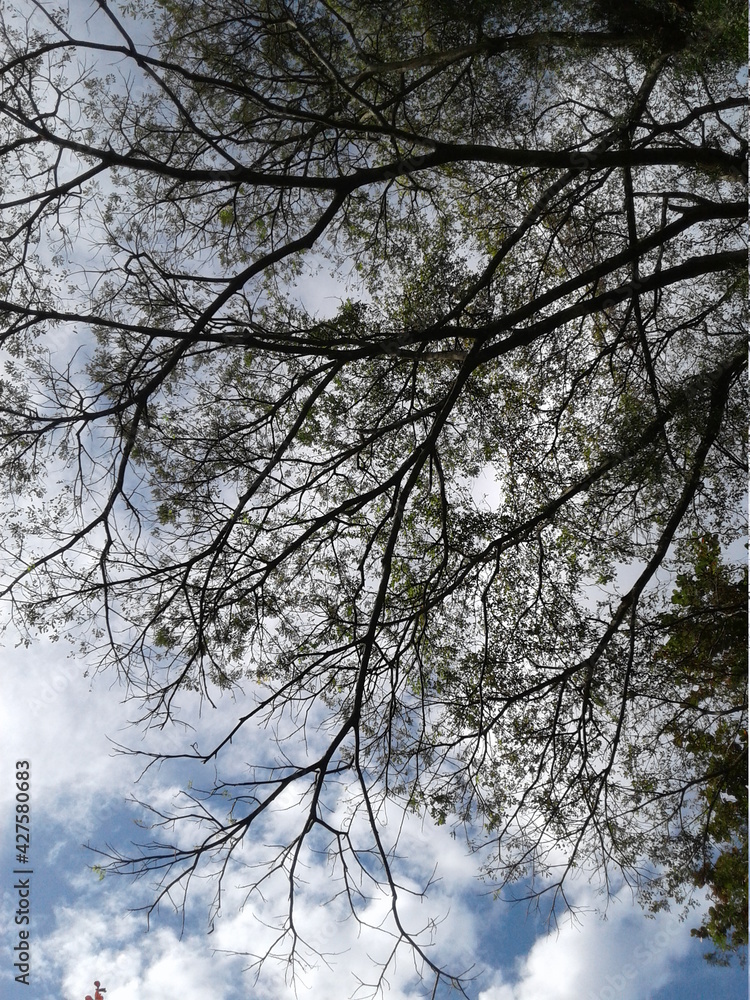 Obraz premium tree and cloud
