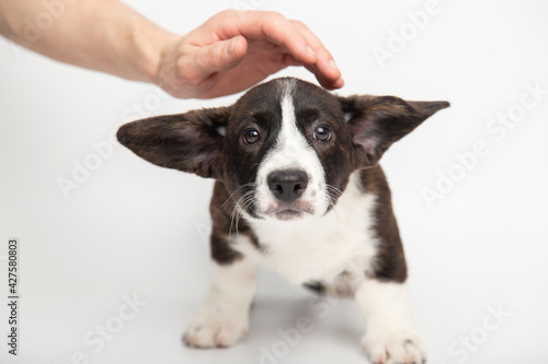 man's hand strokes the head of a confused little sad welsh corgi cardigan puppy. protection and care of animals concept. stray animals in dog shelters