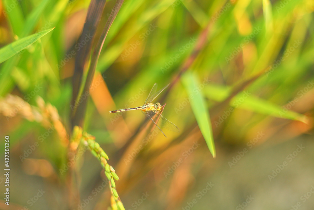Dragonfly on the rice plant. Dragonflies are a good condition for farmers, that is, there are no pests that disturb the plants. Dragonfly on the rice plant. Dragonflies are a good condition for farmers, that is, there are no pests that disturb the plants.