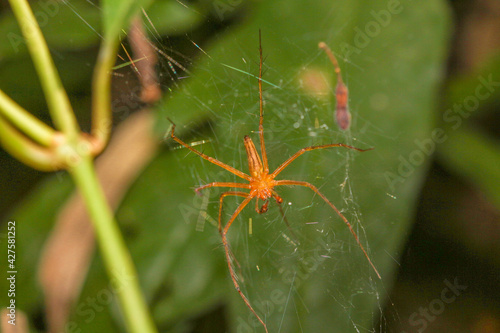 Giant wood spider bokeh background nature photo