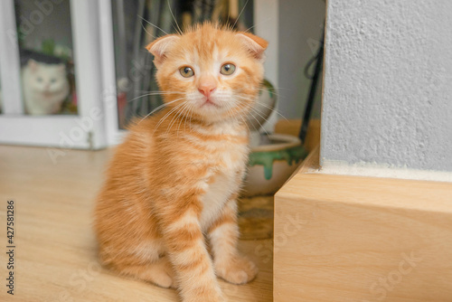 Lovely Scottish Fold cat Orange looking somewhere . Selective soft focus. Scottish Fold cats with folded ears.