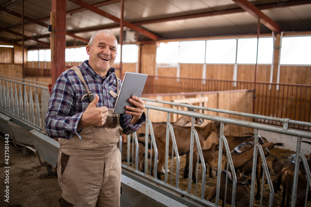 Smart farming and goat breeding. Portrait of senior cattleman with tablet computer and thumbs up standing by domestic animals in farmhouse. Smart farming and goat breeding. Portrait of senior cattleman with tablet computer and thumbs up standing by domestic animals in farmhouse.