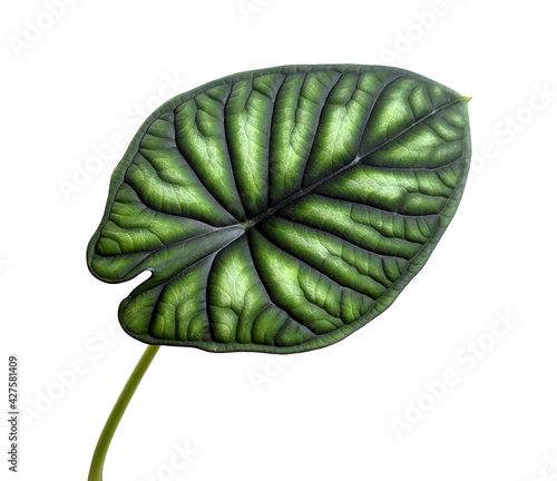 Alocasia leaf (Dragon Scale). Isolated on white background. houseplant, house plant, room plant, indoor plant, tropical plant.