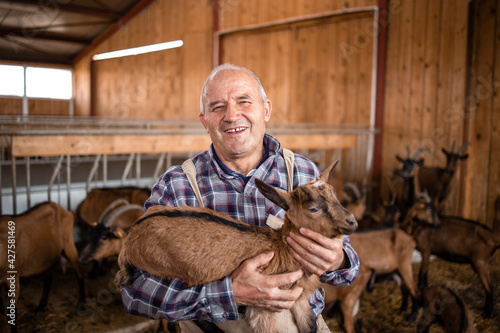 Goat breeding. Close up view of an older farm worker or rancher holding goat kid in farmhouse. In background domestic animals standing and eating.