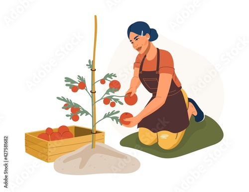 Woman picks ripe tomato fruits. Gardener in garden apron harvesting red tomatoes and puts them in a wooden box. Summer and autumn ingathering scene. Cartoon vector illustration.