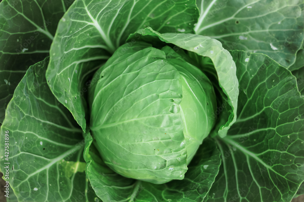 Green organic cabbage head close-up. Vegetables cabbage growing in the garden. Summer. autumn harvest, crop. Healthy food. Natural background. Green organic cabbage head close-up. Vegetables cabbage growing in the garden. Summer. autumn harvest, crop. Healthy food. Natural background.