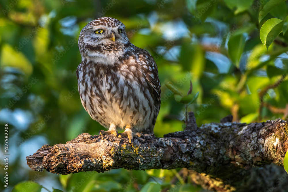 Steinkauz (Athene noctua) Steinkauz (Athene noctua)