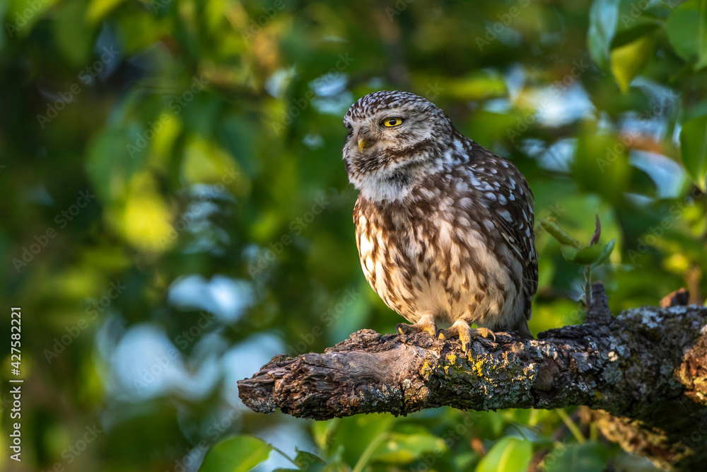 Steinkauz (Athene noctua) Steinkauz (Athene noctua)