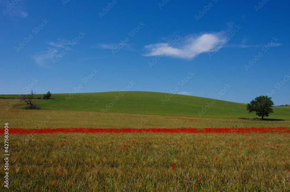 Wheat and red poppies, blue sky and white cloud, in the Molise countryside, Italy