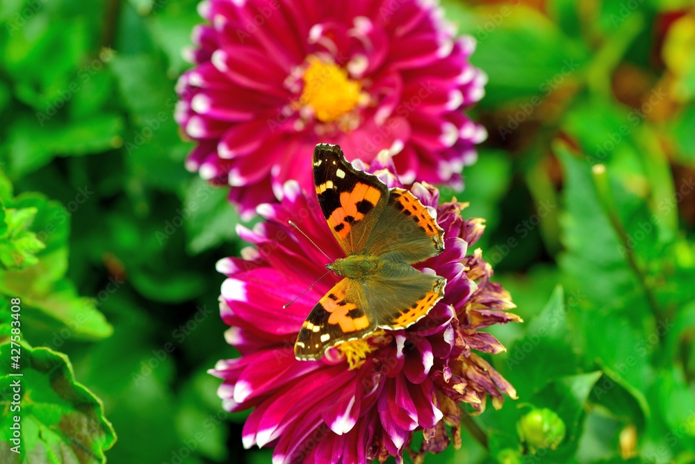 Butterfly from the Taiwan (Vanessa indica) Big red butterfly Butterfly from the Taiwan (Vanessa indica) Big red butterfly