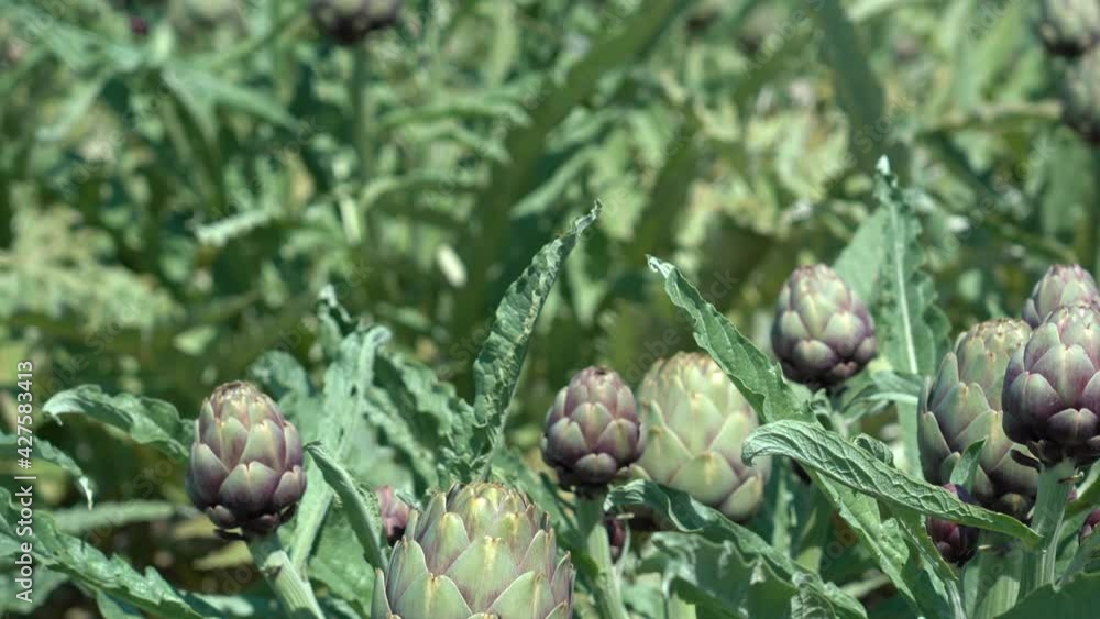 Organic Artichoke fields in picking season Organic Artichoke fields in picking season