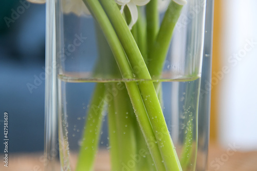 A stem under the water. View through the a transparent glass pot. Close up details of a flower inside an apartment.