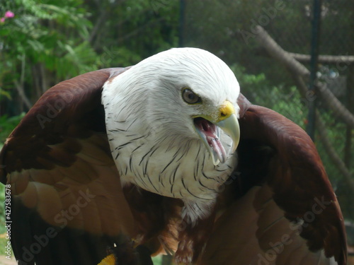 Eagle spreading wing