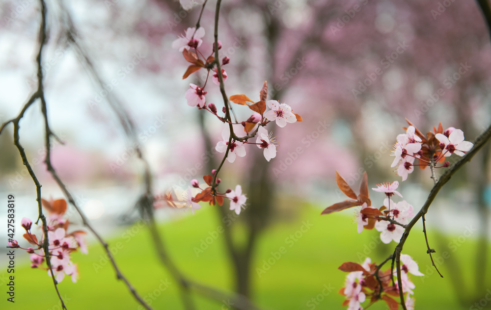 Blossom flowers. Close up view and details with the beautiful color of spring season signs. Blossom flowers. Close up view and details with the beautiful color of spring season signs.