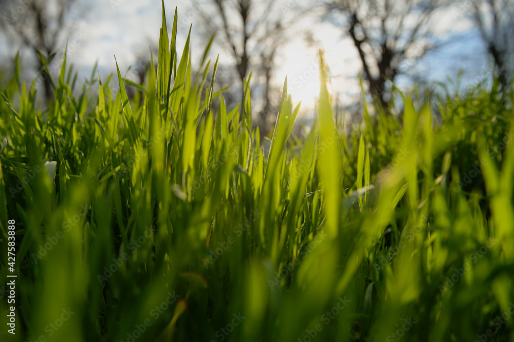 View of the blue sky through the grass. Spring brings all the plants to life. Close up of natures details.