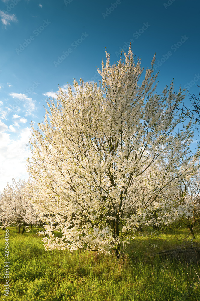 Tree with a lot of white spring blossom flowers. Great view of this season plants in sunset light.