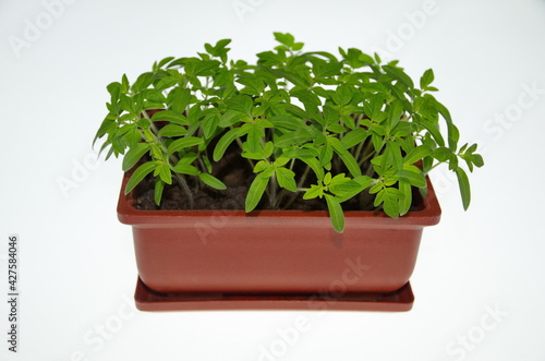 Tomato seedlings in a plastic pot on a white background