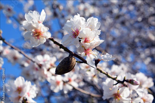 Almond flowers, Cyprus