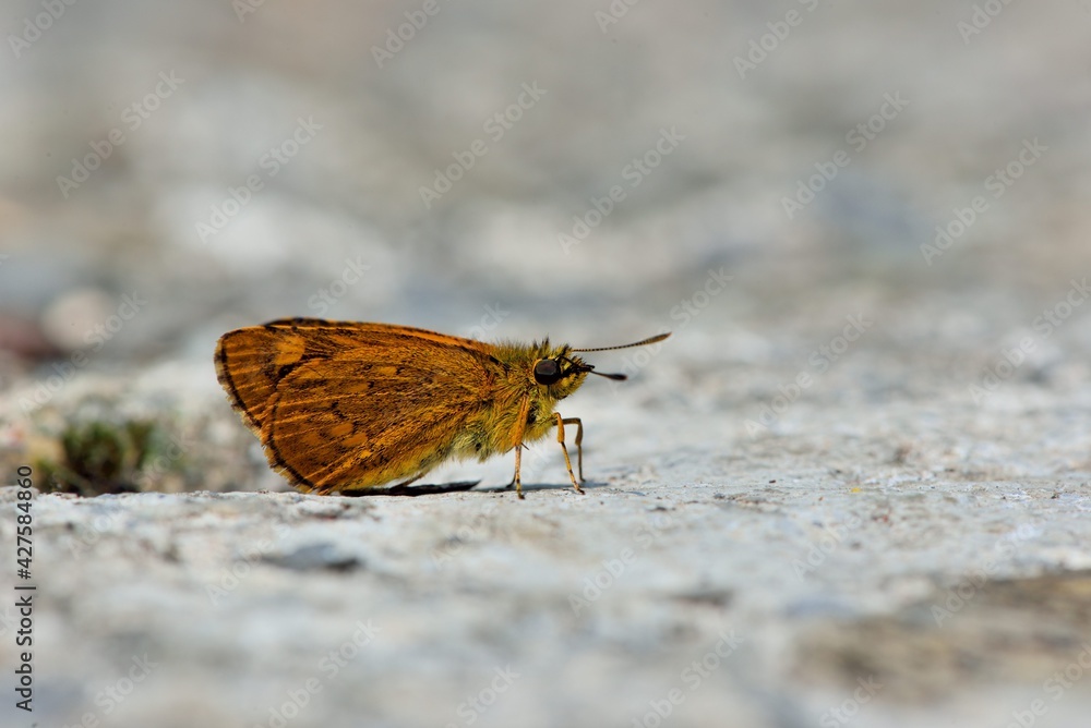 Obraz premium Butterfly from the Taiwan (Ampittia virgata myakei Matsumura)Yellow star butterfly