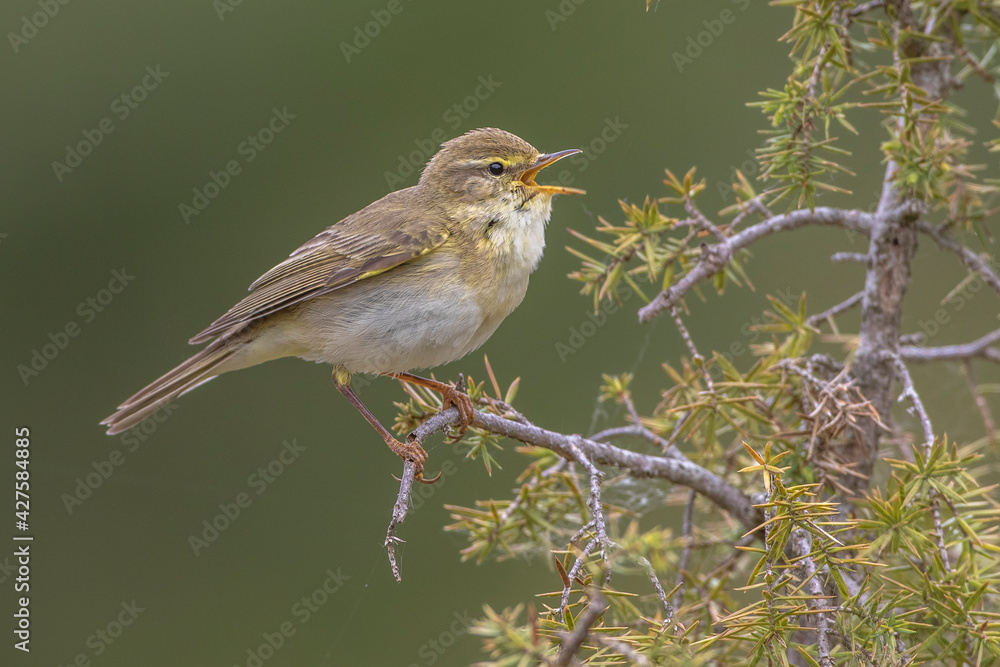 Fototapeta premium Fitis (Phylloscopus trochilus)