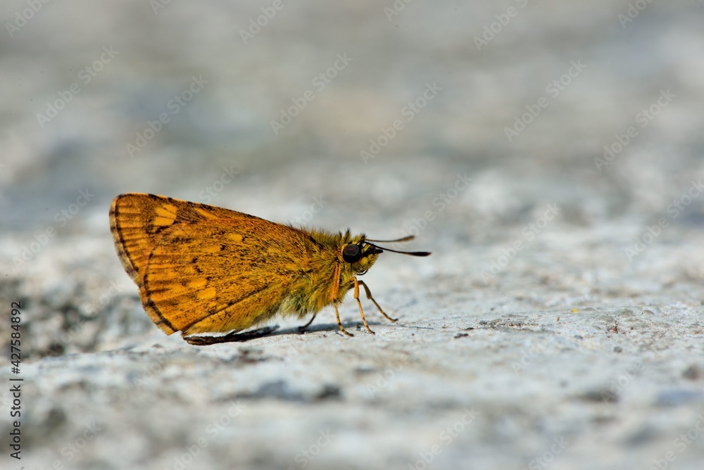 Obraz premium Butterfly from the Taiwan (Ampittia virgata myakei Matsumura)Yellow star butterfly 