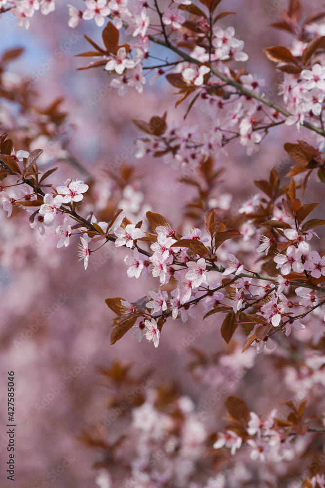 Blossom flowers. Close up view and details with the beautiful color of spring season signs. Blossom flowers. Close up view and details with the beautiful color of spring season signs.
